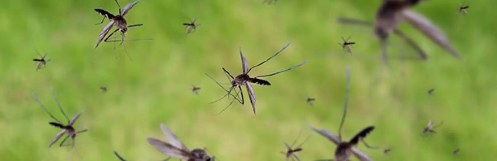 mosquitoes
