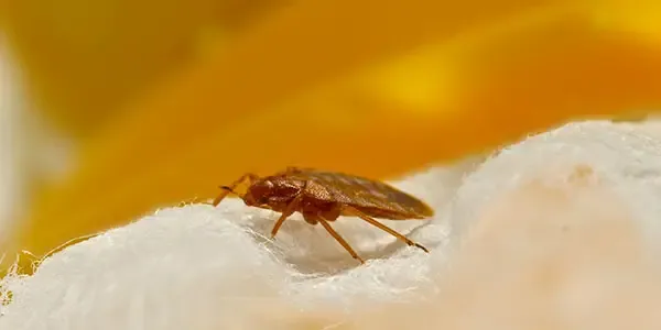 bed bug